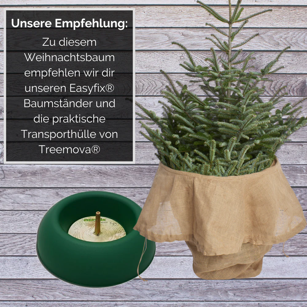 Weihnachtsbaum Nordmanntanne L 150-175 cm - Image 5