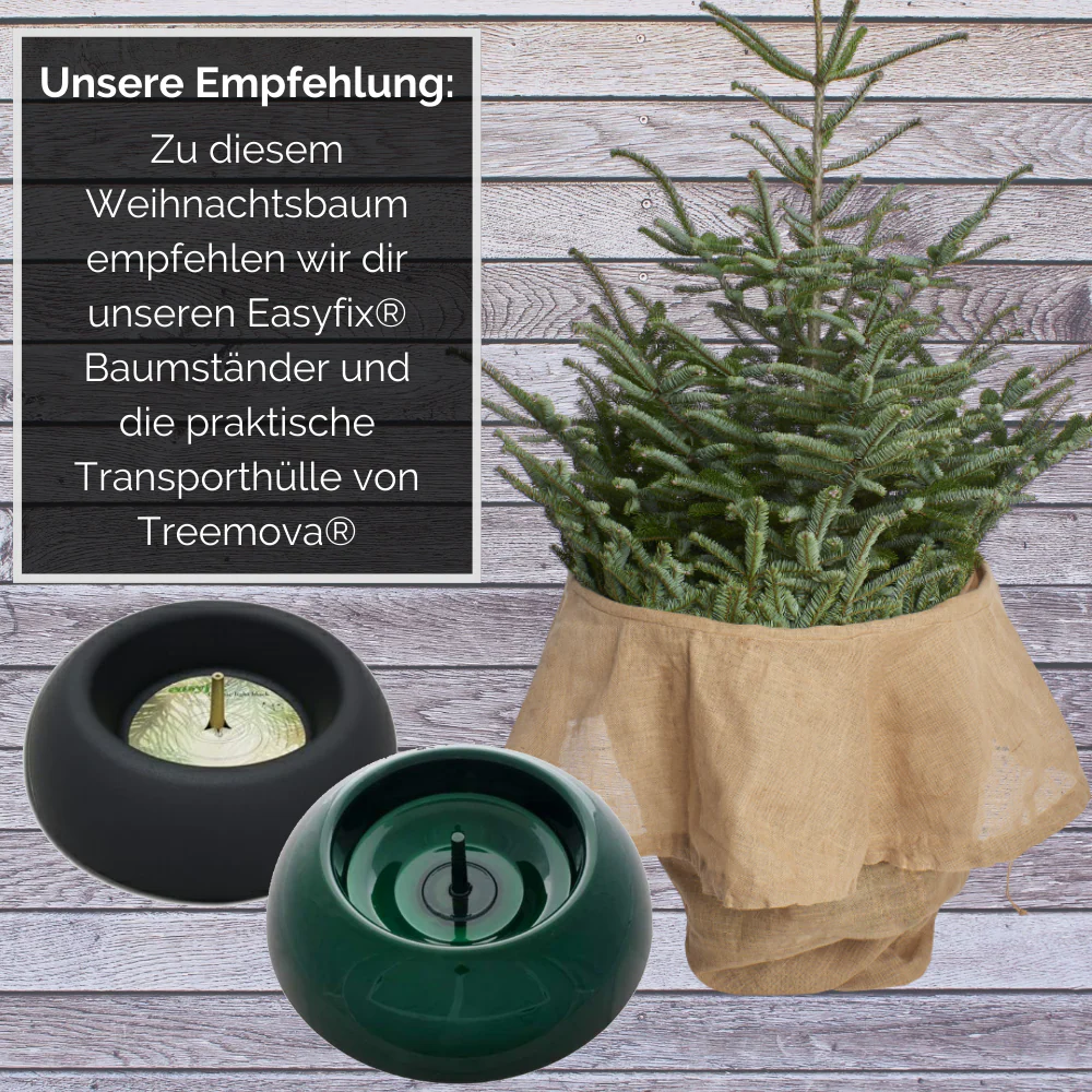 Weihnachtsbaum Nordmanntanne XL 175-200 cm - Image 5